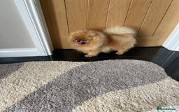 Pomeranian dogs for sale: Orange male Pomeranian Russian lines 🧡 - Image 4