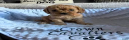 Cavapoo dogs for sale: F1 RED CAVAPOOS HEALTH TESTED KC PARENTS LICENSED  - Advert 21