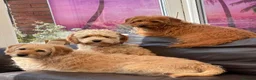 Labradoodle dogs for sale: Absolutely beautiful, F1bb Miniature Labradoodles  - Advert 7