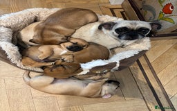 Jug dogs for sale: Jug puppy for sale - Image 8