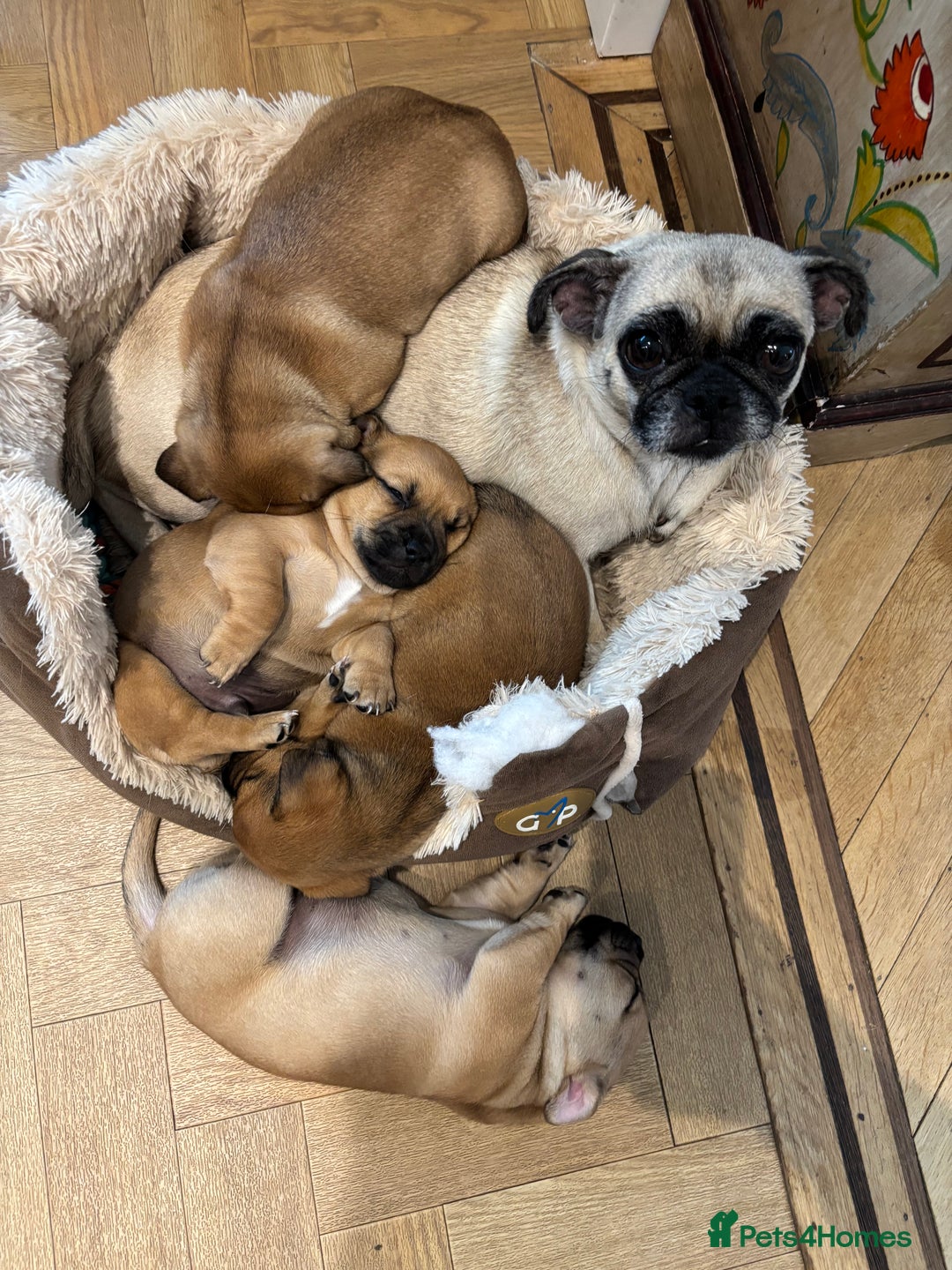 Jug dogs for sale: Jug puppy for sale - Image 8