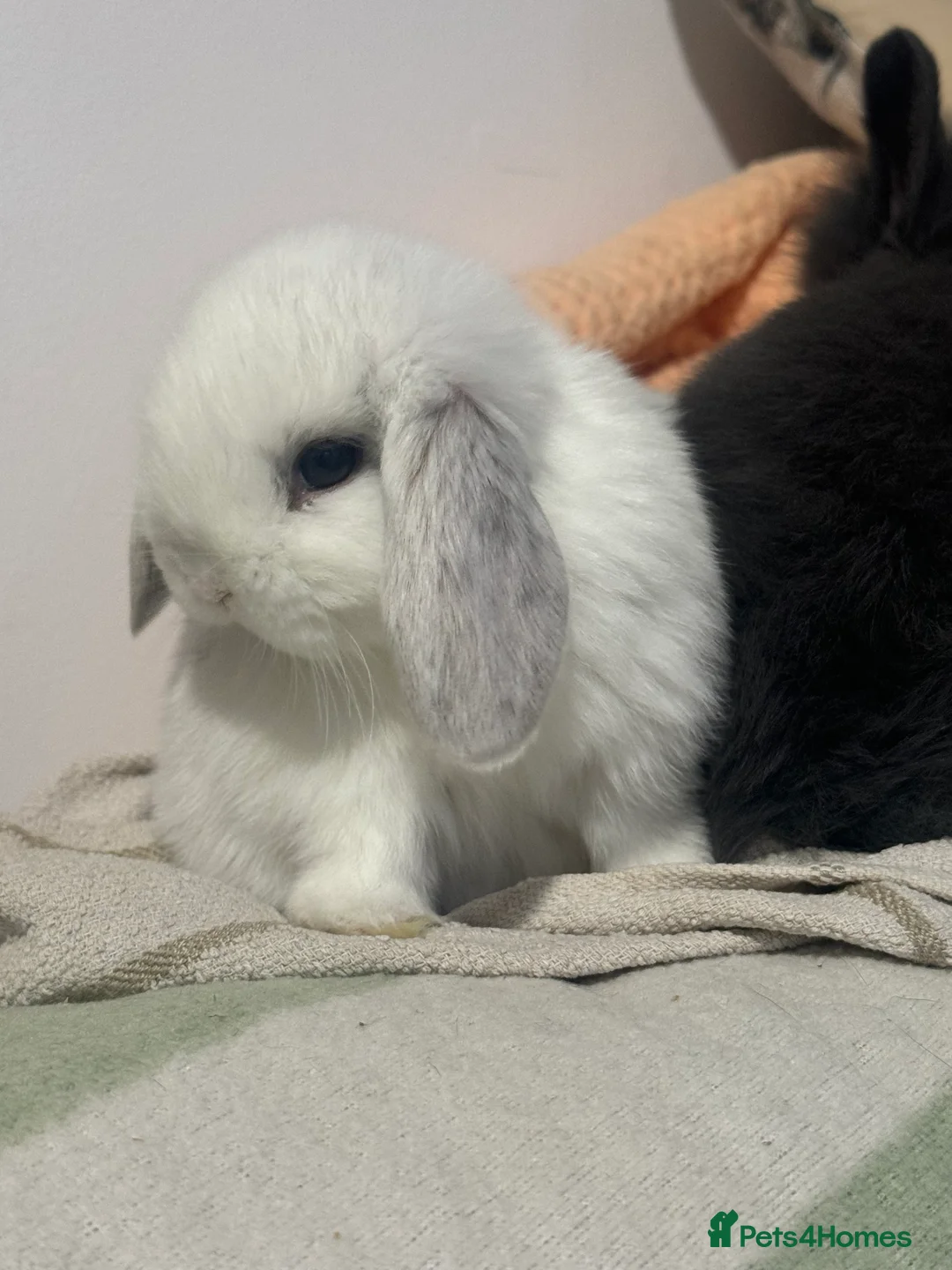 Mini Lop rabbits for sale: Gorgeous mini lop & lion lop babies  - Advert 12