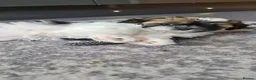 Shihpoo dogs for sale: Stunning shihpoo puppies - Advert 25