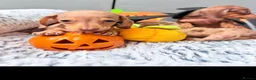 Dachshund dogs for sale: Miniature dachshunds  - Advert 6
