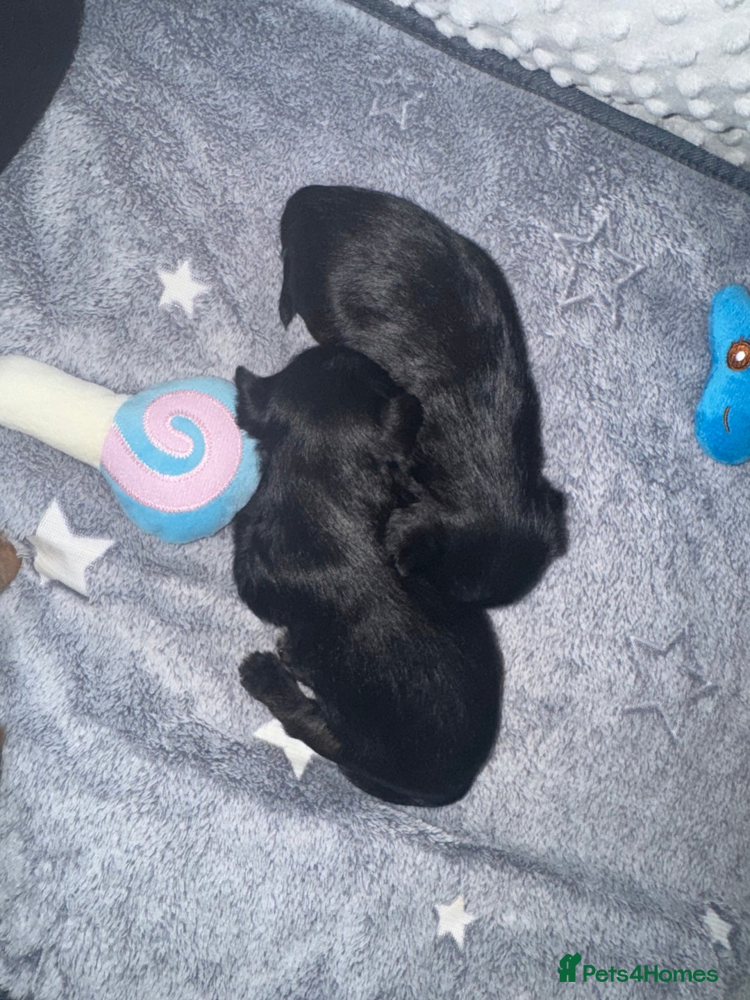 Mixed Breed dogs for sale: French yorkie (frorkie) puppies  - Image 4