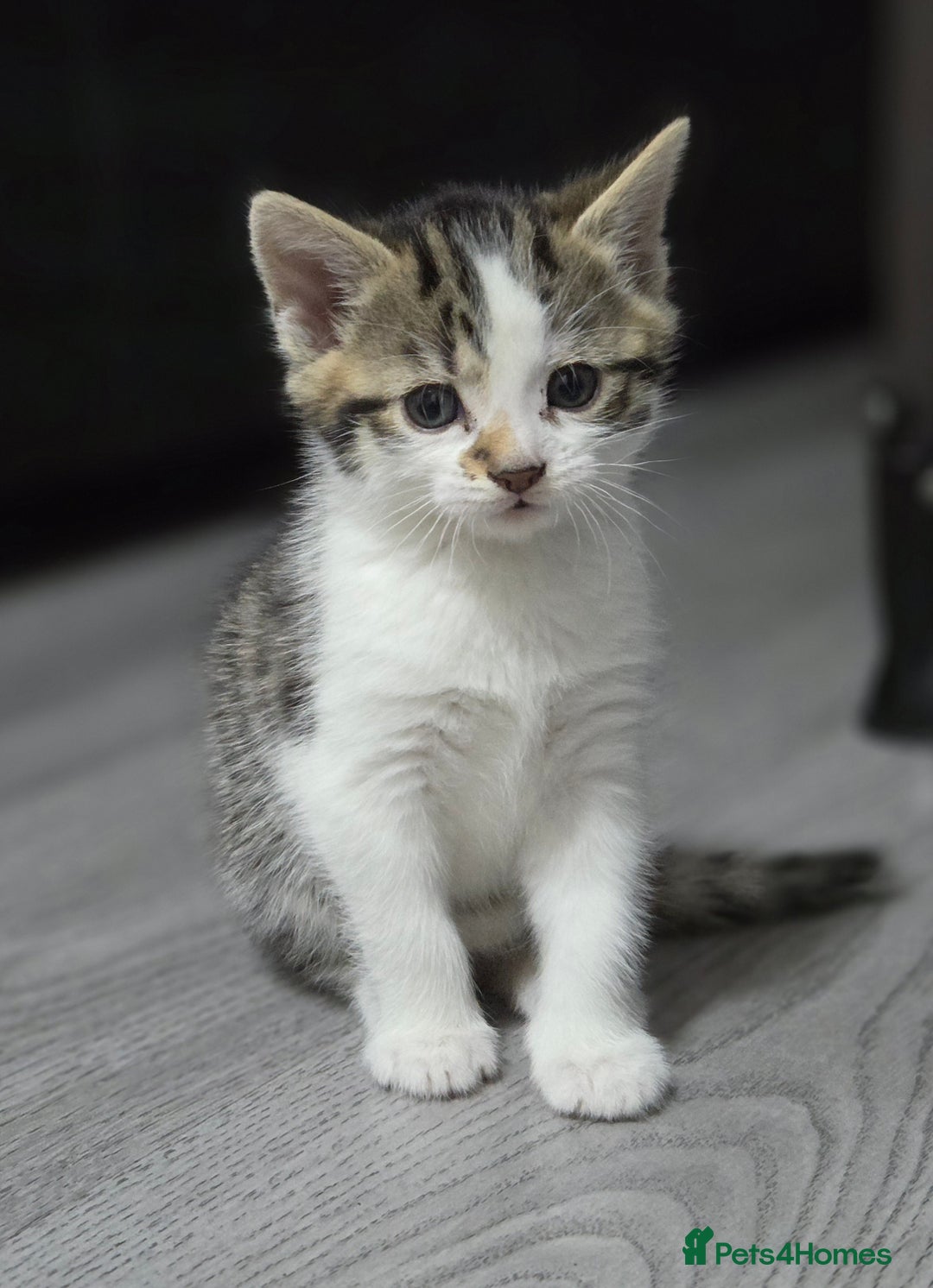 Mixed Breed cats for sale: Mixed breed kittens - Advert 12