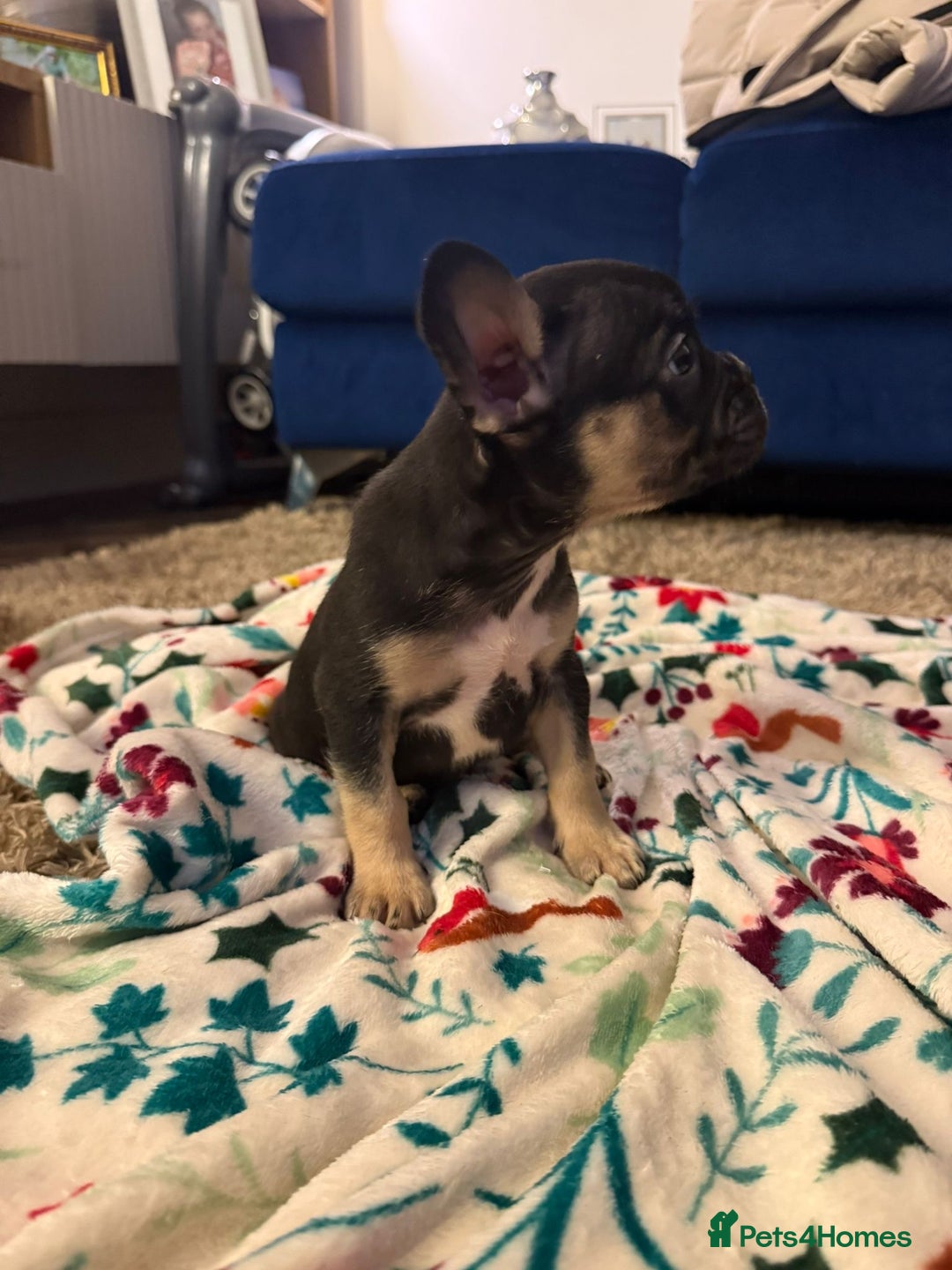 French Bulldog dogs for sale: French bulldog puppies  - Advert 13