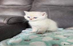 British Shorthair cats for sale: Beautiful GCCF kittens from champion lines  - Image 15