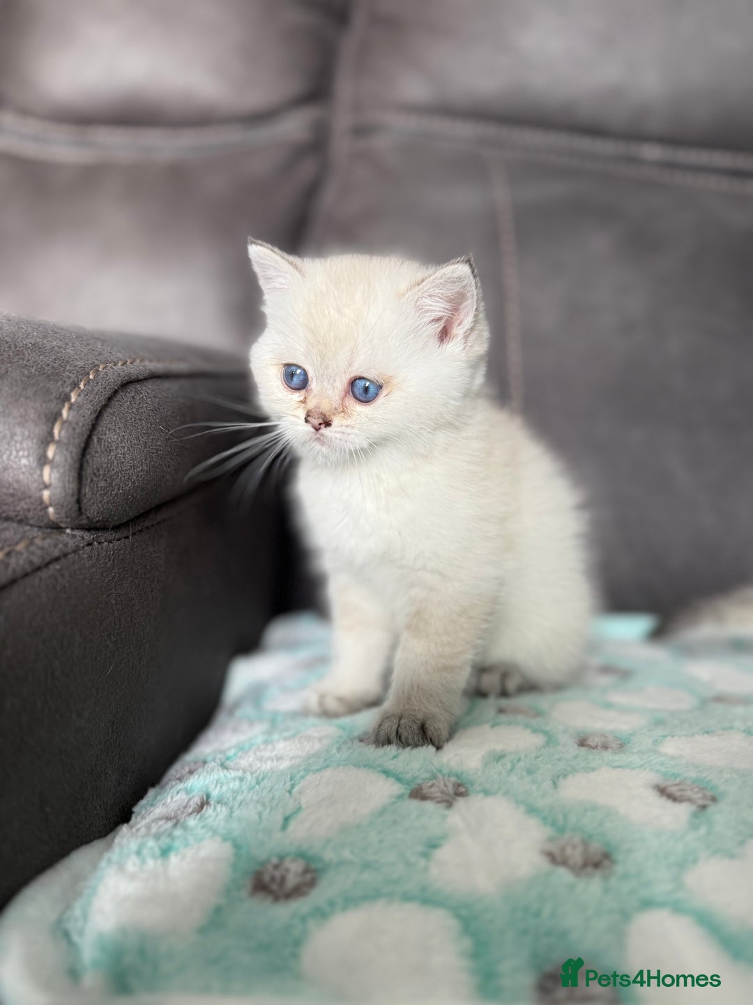 British Shorthair cats for sale: Beautiful GCCF kittens from champion lines  - Image 15