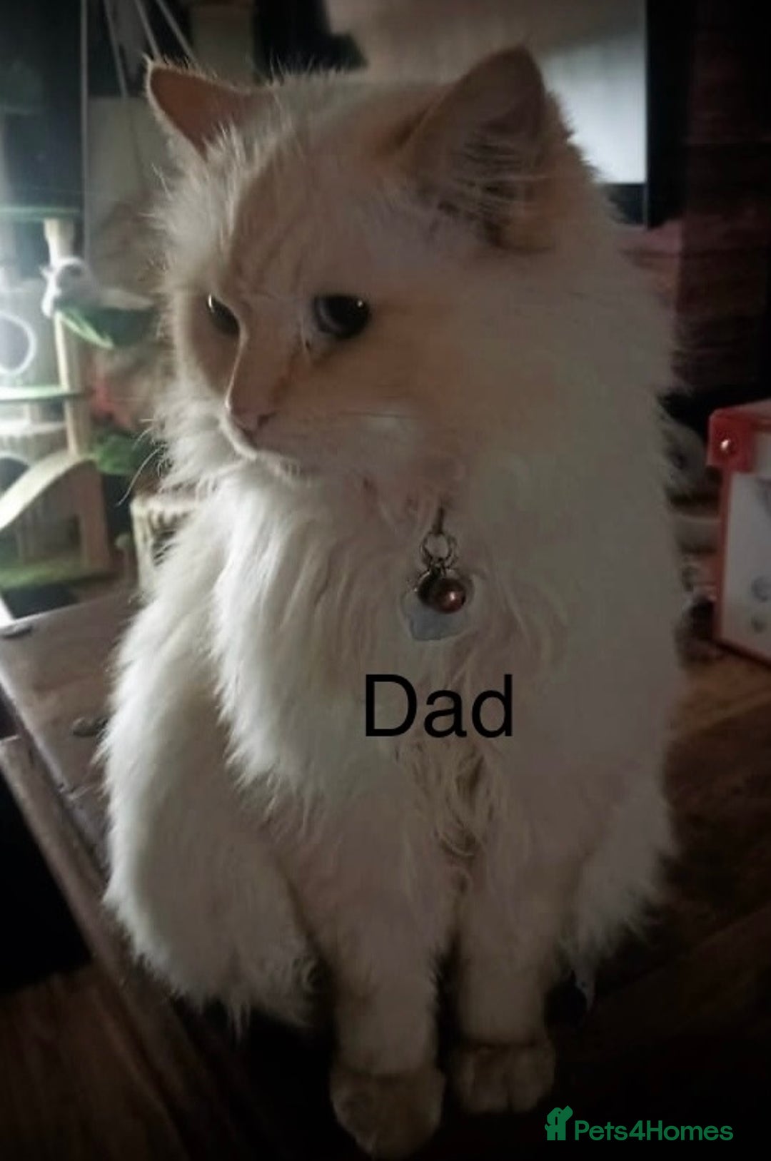 Ragdoll cats for sale: Female Ragdoll kitten  - Advert 4