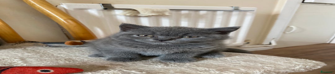 British Shorthair Kitten 3