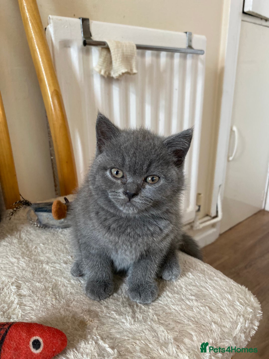 British Shorthair cats for sale: ❤️GCCF CHUNKY BRITISH SHORTHAIR KITTENS❤️ - Image 5