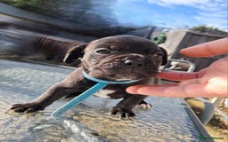 Mixed Breed dogs for sale: Frenchbulldog cross puppies  - Image 7