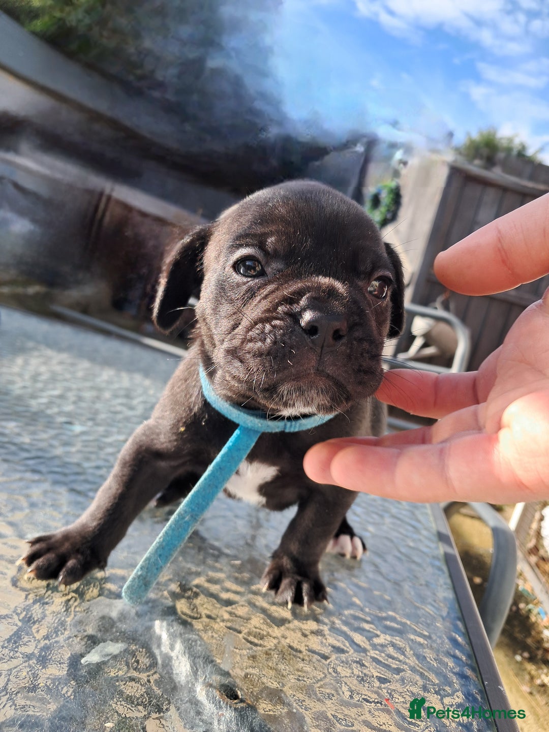 Mixed Breed dogs for sale: Frenchbulldog cross puppies  - Image 7