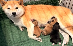 Japanese Shiba Inu dogs for sale: Health Tested Japanese Shiba Inu Puppies  - Image 21