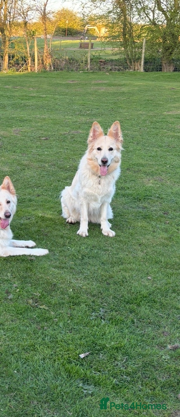 German Shepherd dogs 🩷White Apricot/Cream 3yrs old GSD - Advert 7
