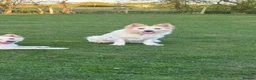 German Shepherd dogs for sale: White Apricot/Cream 3yrs old (2023). - Advert 7