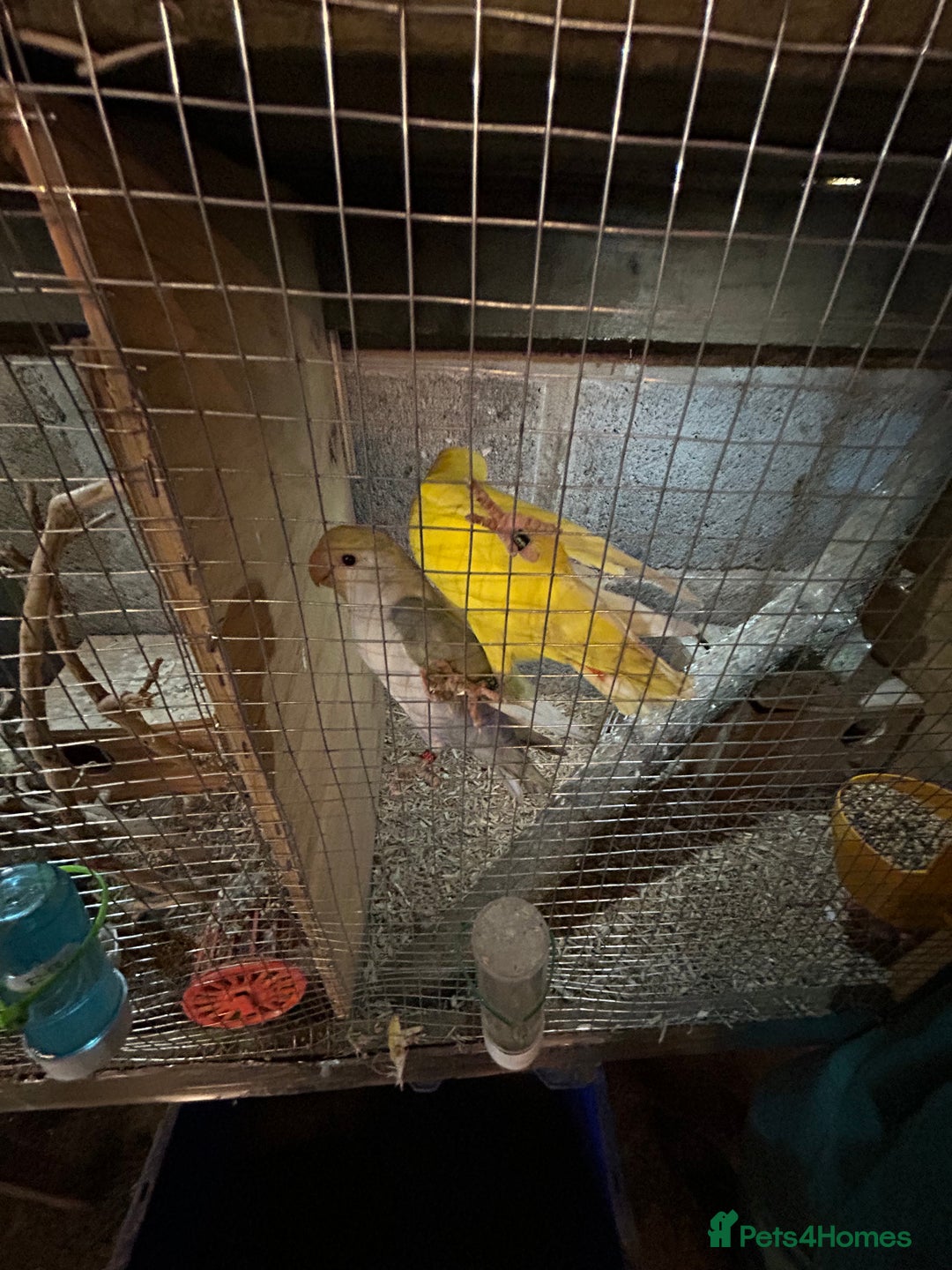 Parakeets birds for sale: Birds - Advert 3