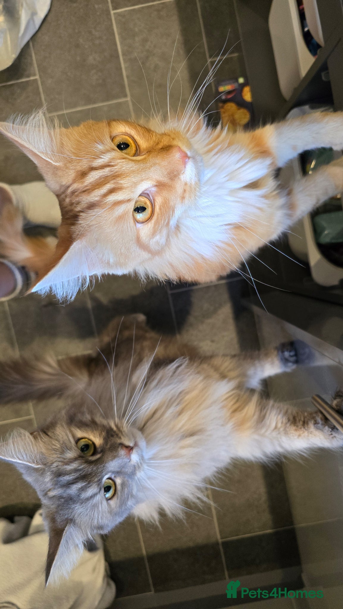 Maine Coon cats for sale: 3 Year Old Maine Coon Brother and Sister in Bradford - Advert 4
