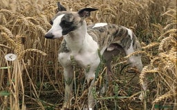 Whippet dogs for sale: Whippet  - Image 5
