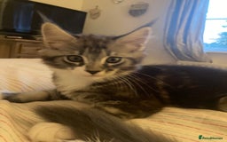 Maine Coon cats for sale: TICA Registered Maine Coons - Image 9