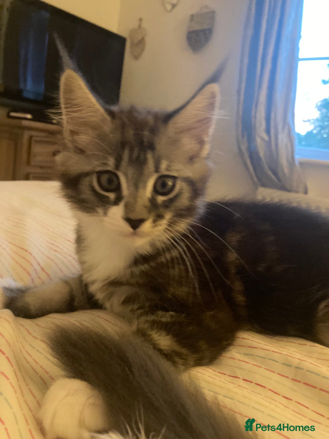 Maine Coon cats for sale: TICA Registered Maine Coons - Image 9