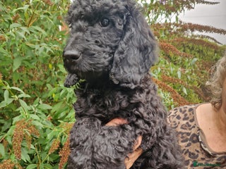 Cockapoo dogs - Advert 21