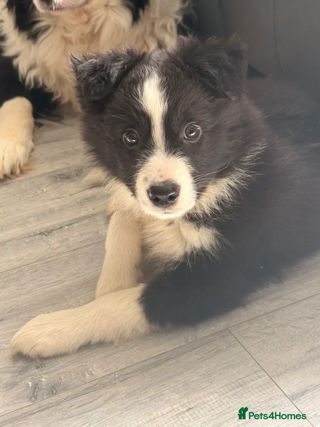 Border Collie dogs for sale: 2 beautiful border collie puppies  - Advert 2