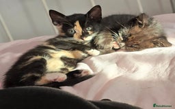Mixed Breed cats for sale: 6 kittens avaliable from 3rd August 2025 - Image 7