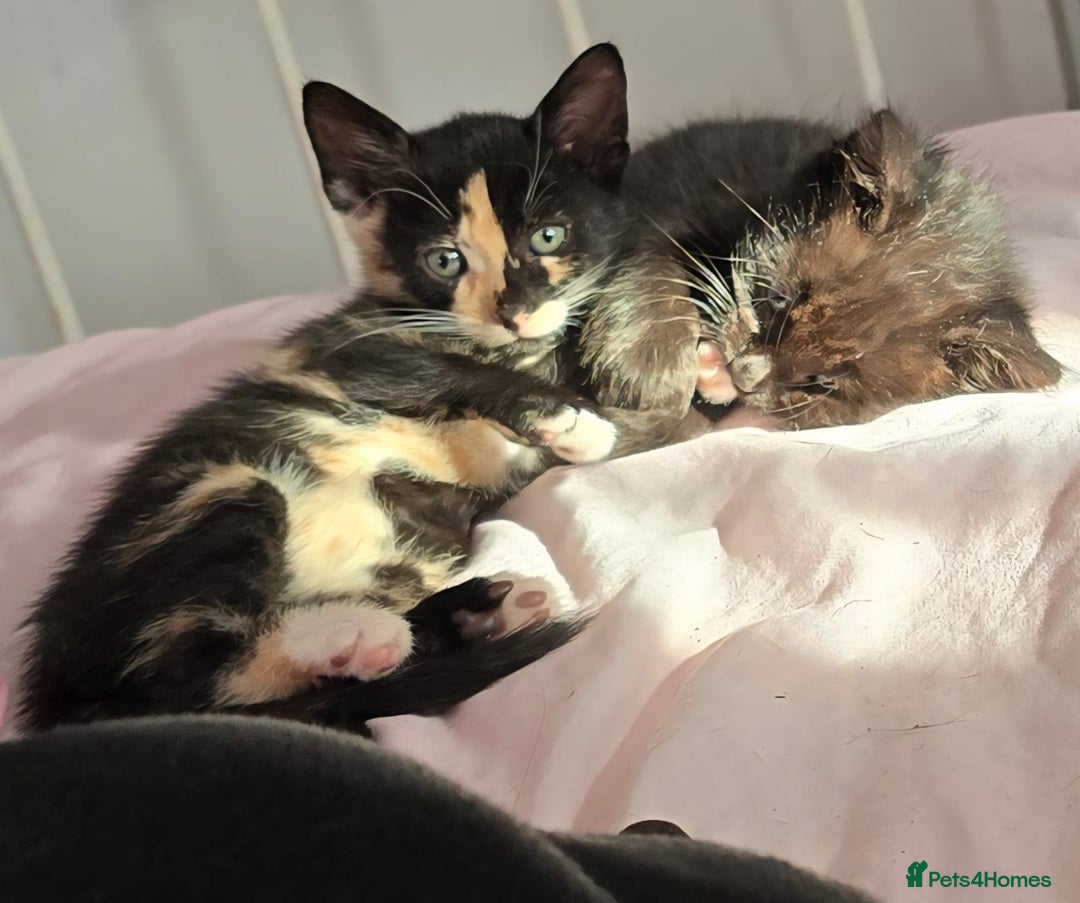 Mixed Breed cats for sale: 6 kittens avaliable from 3rd August 2025 - Image 7