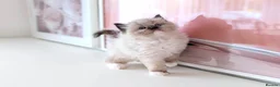 Ragdoll cats for sale: INDOOR PEDIGREE RAGDOLL KITTENS - Advert 3