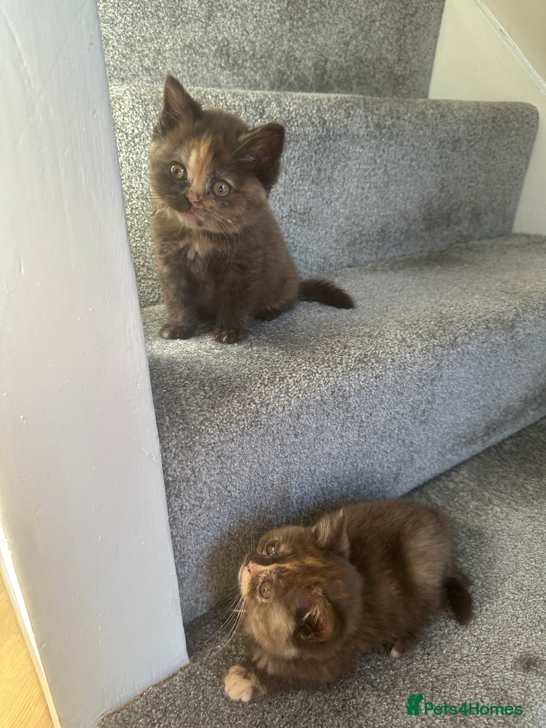 British Shorthair cats for sale: 😻LAST GORGEOUS TORTIE READY FOR NEW HOME😻🎀 - Advert 9