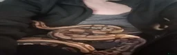 Python Snake reptiles for sale: Royal majave python  in Mountain Ash - Advert 1