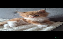 Dwelf cats for sale: Mix ragdoll and Maine Coon  - Image 1
