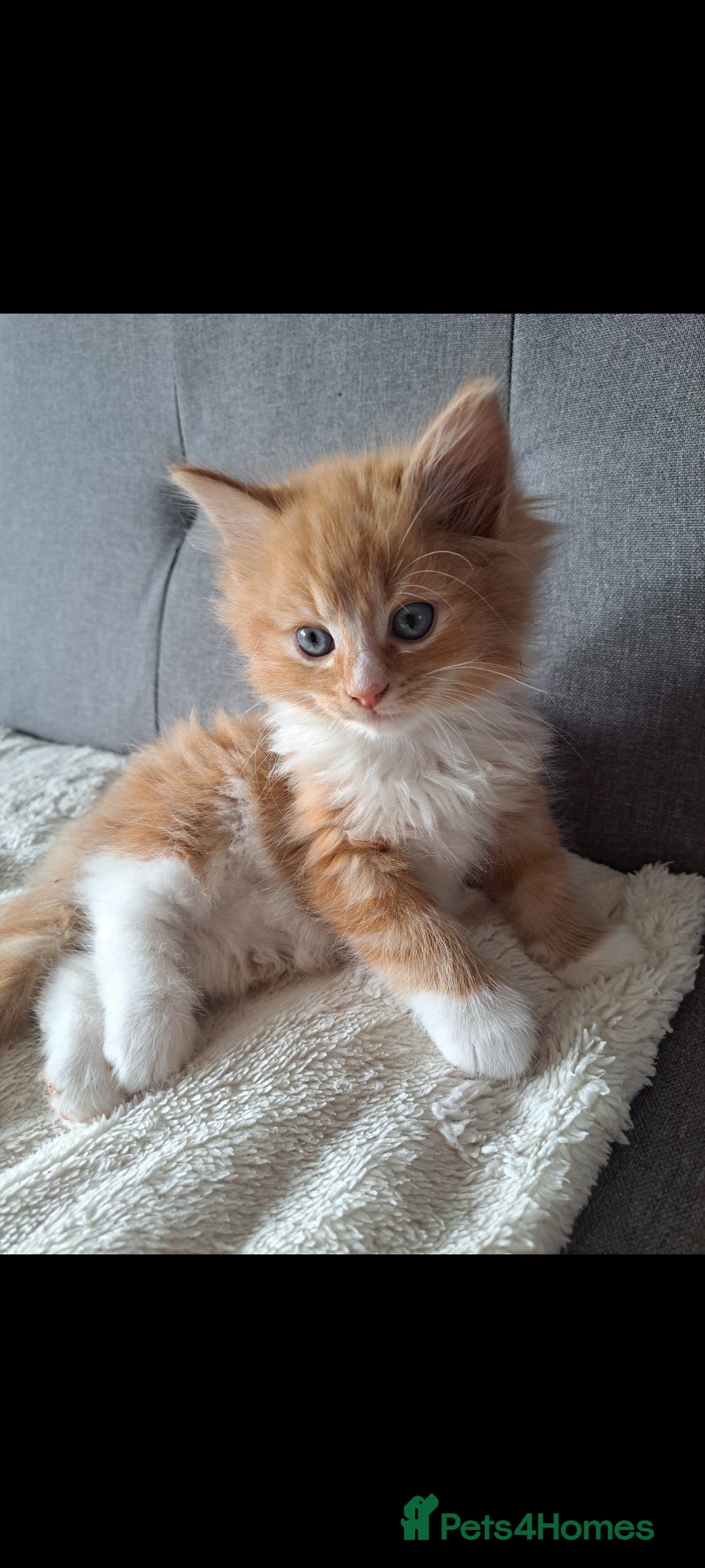 Dwelf cats for sale: Mix ragdoll and Maine Coon  - Image 1