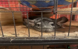 Chinchilla rodents for sale: 3 Chinchillas (family) - Image 4