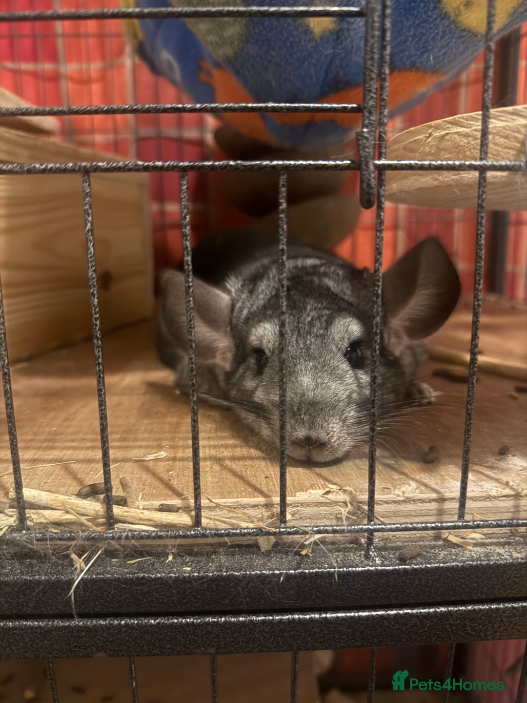 Chinchilla rodents for sale: 3 Chinchillas (family) - Image 4