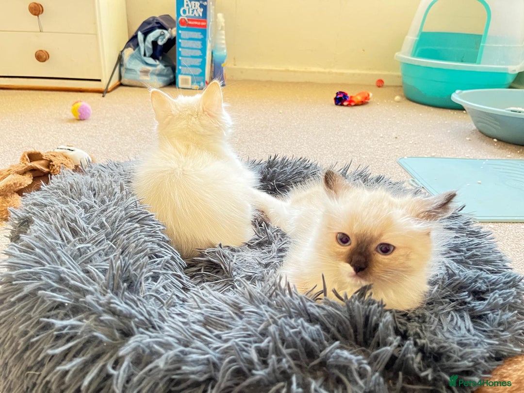 Ragdoll cats for sale: 4 Ragdoll Kittens - Advert 7