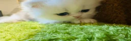 Munchkin cats for sale: Show-Quality Minuet Kittens – Rare in the UK - Advert 13