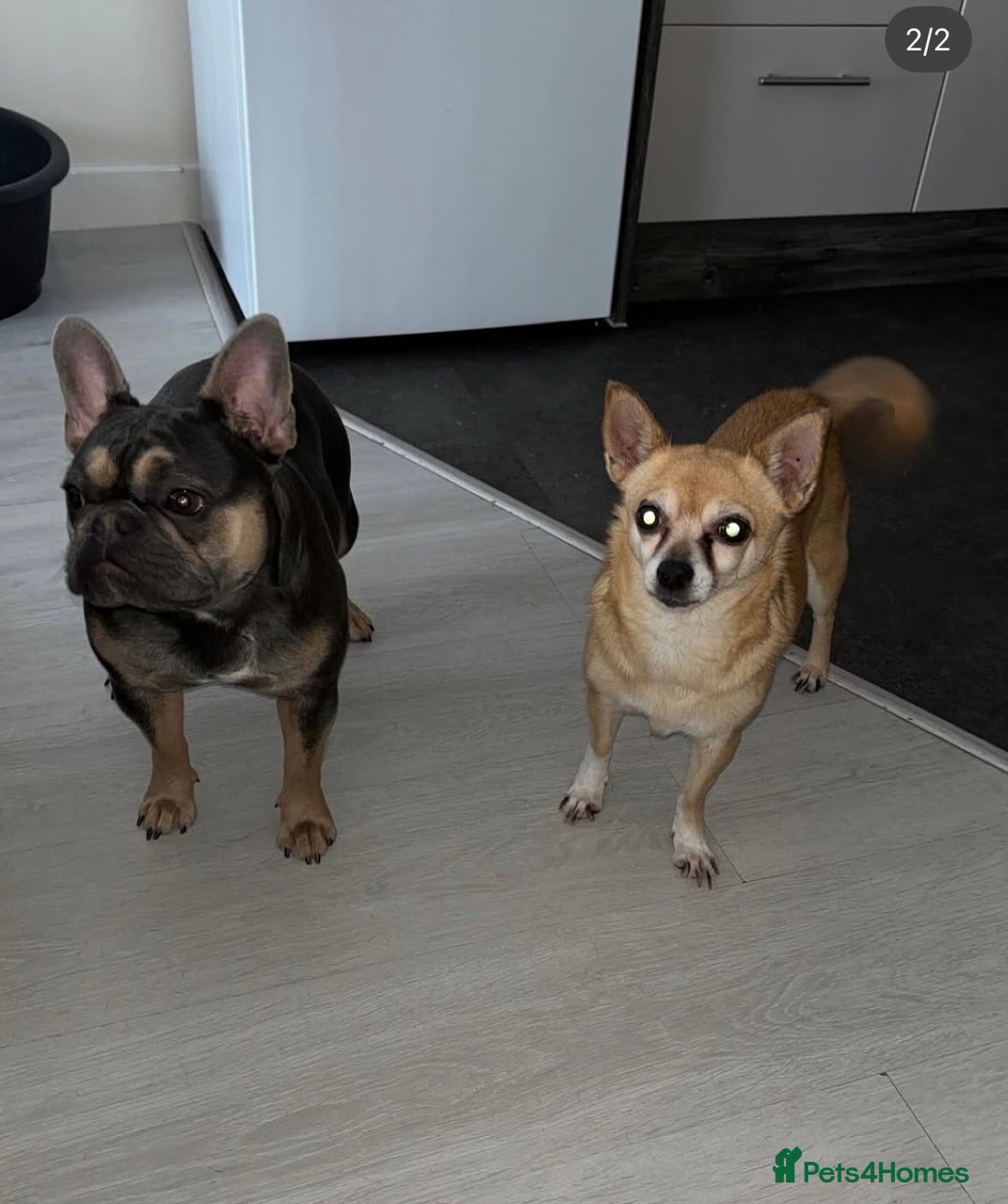 Chihuahua dogs for sale: Chihuaha for rehoming  - Advert 4