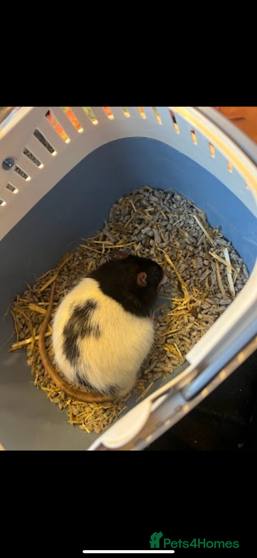 Rat rodents for sale: Jupiter male rat  - Advert 2