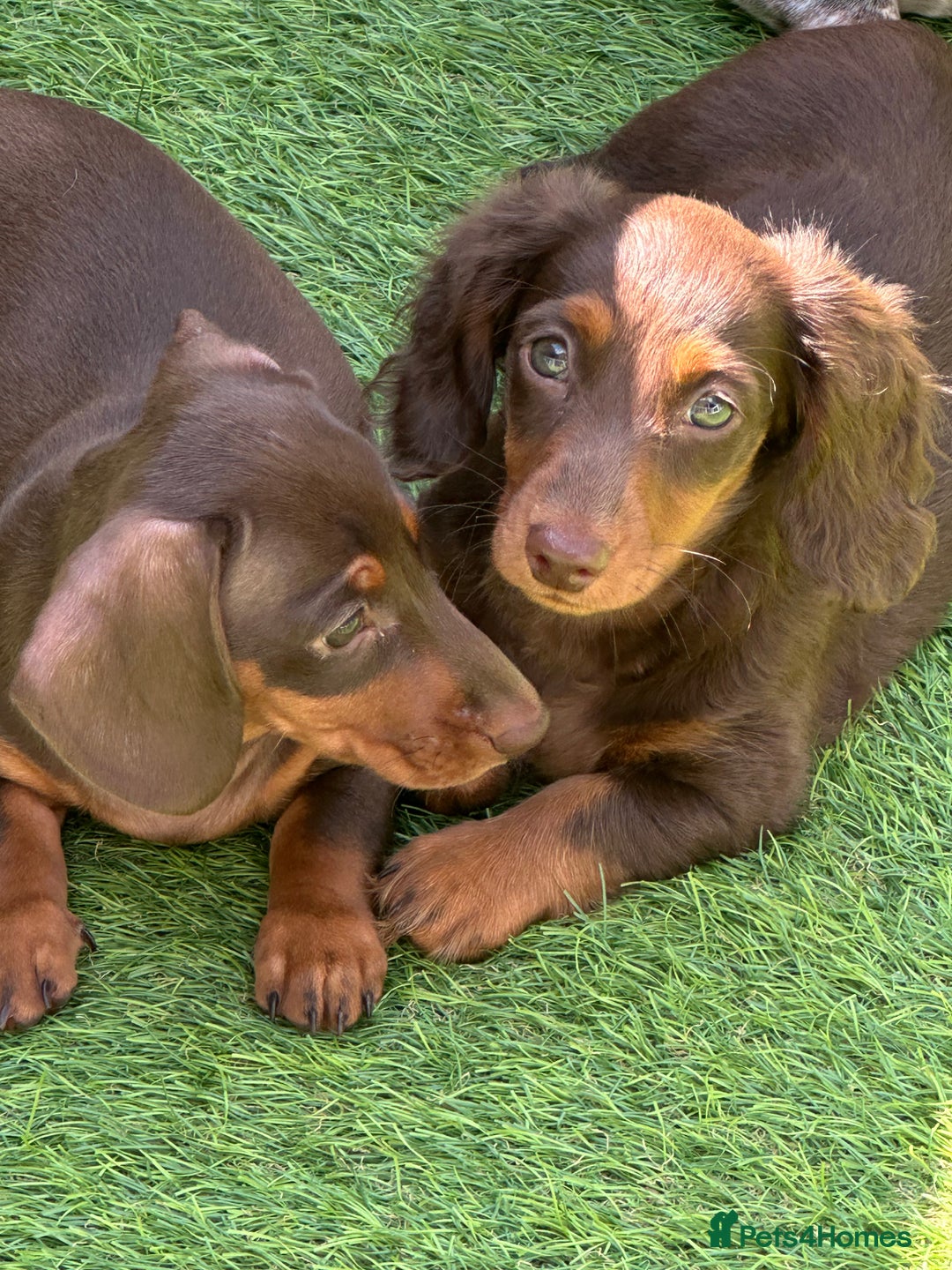 Miniature Dachshund dogs for sale: Ready now KC reg long and short coated PRA clear  - Image 33