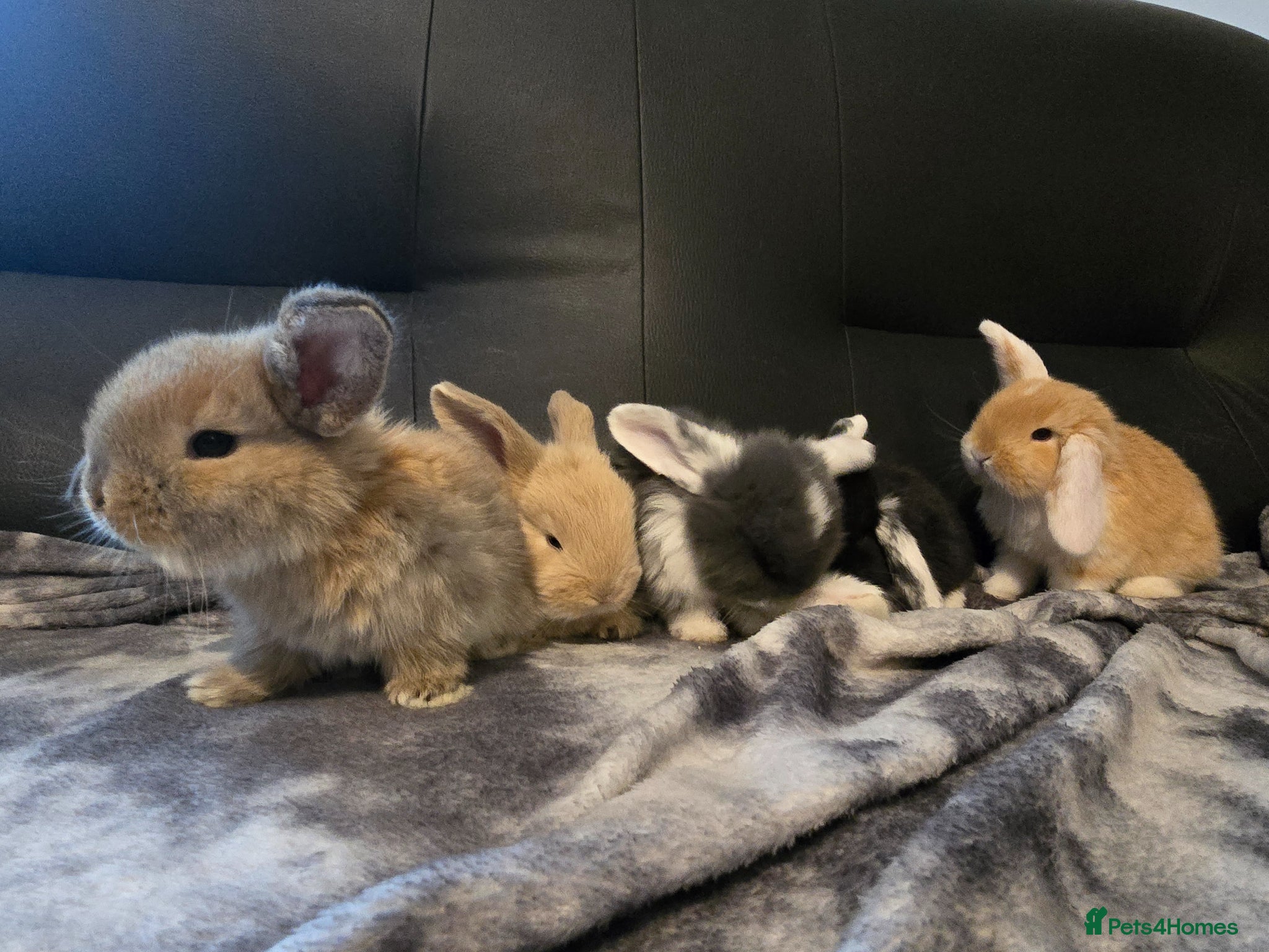 French Lop rabbits A Total of 8 Large French Lops - Advert 14
