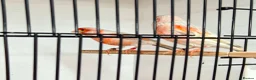 Canaries birds for sale: Mosaic and Opal Canaries  - Advert 5
