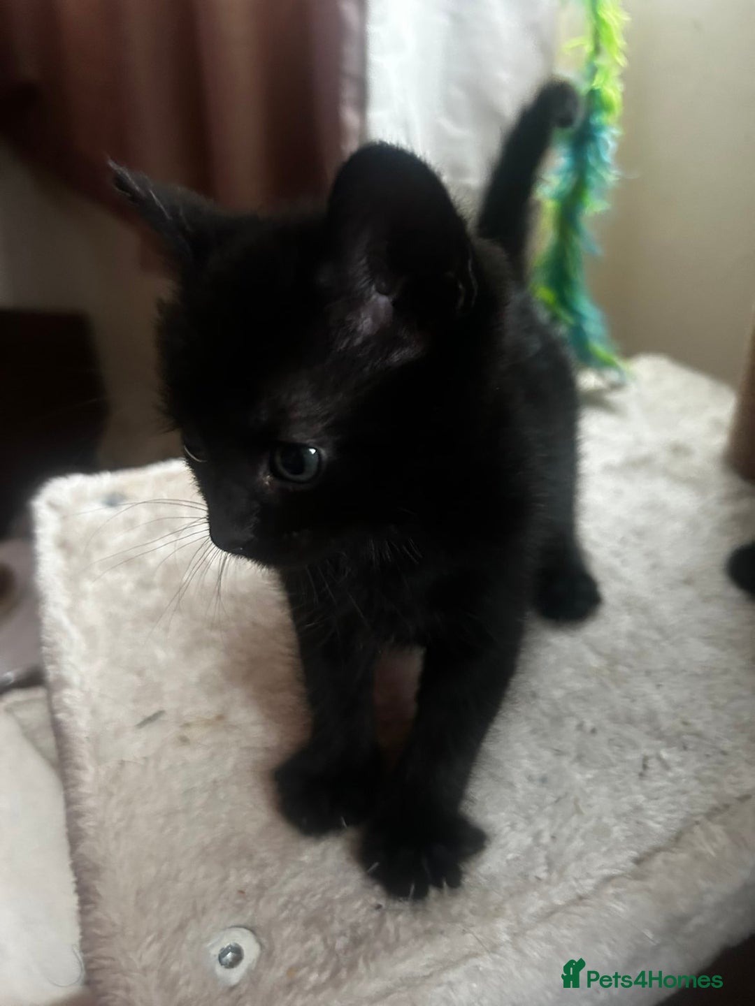 Mixed Breed cats for sale: Three kittens for sale - Advert 10