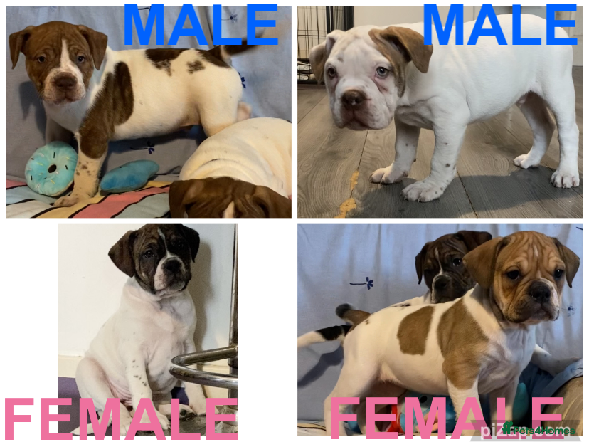 Alapaha Blue Blood Bulldog dogs TOP QUALITY PURE ALAPAHA BULLDOGS - Advert 1