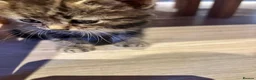 Mixed Breed cats for sale: 🐾 Beautiful 8-Week-old kitten in London - Advert 20