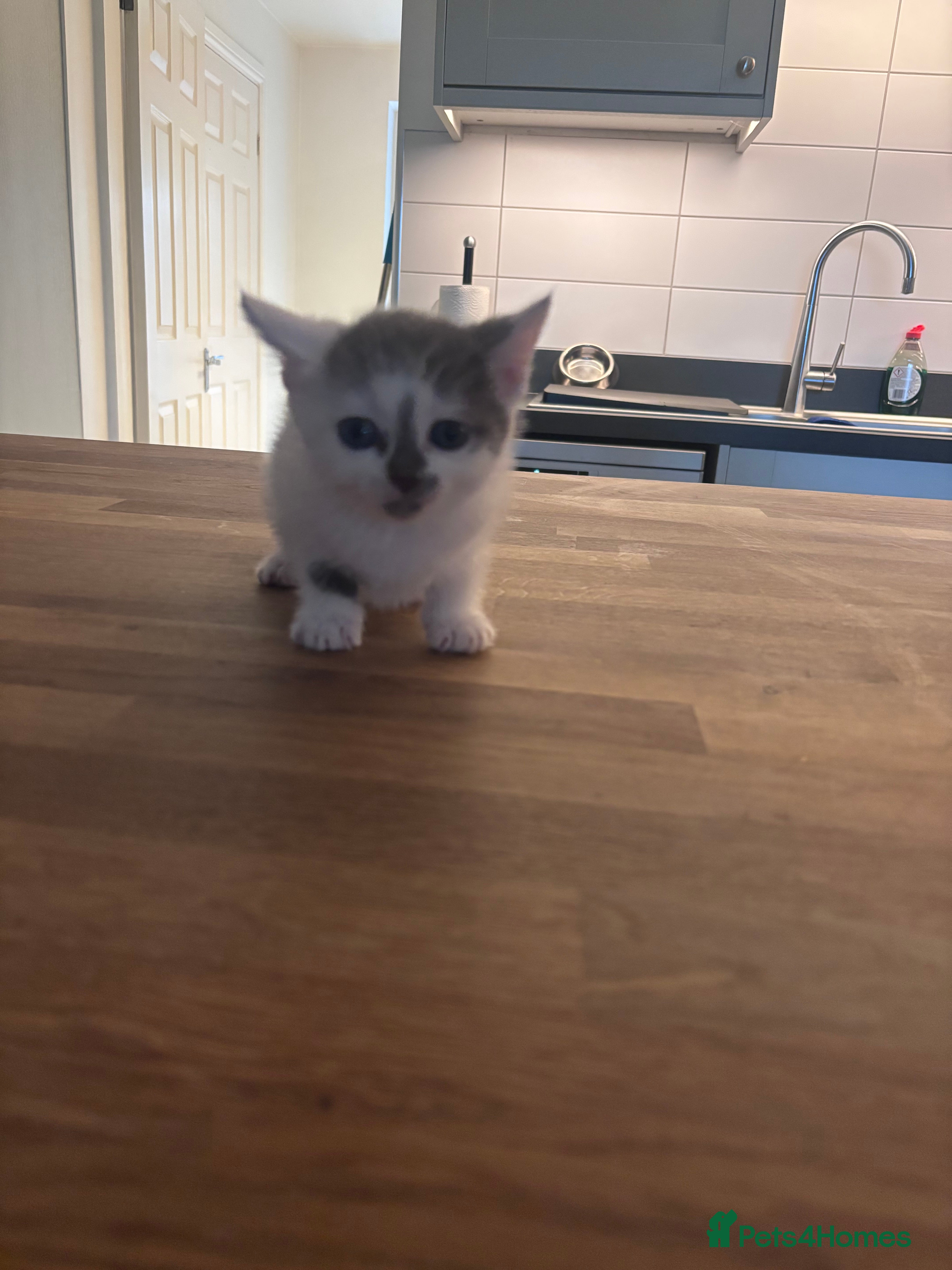 Domestic Shorthair cats 2 adorable kittens left - Advert 6