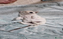 Maltese dogs for sale: Maltese puppies  - Image 9