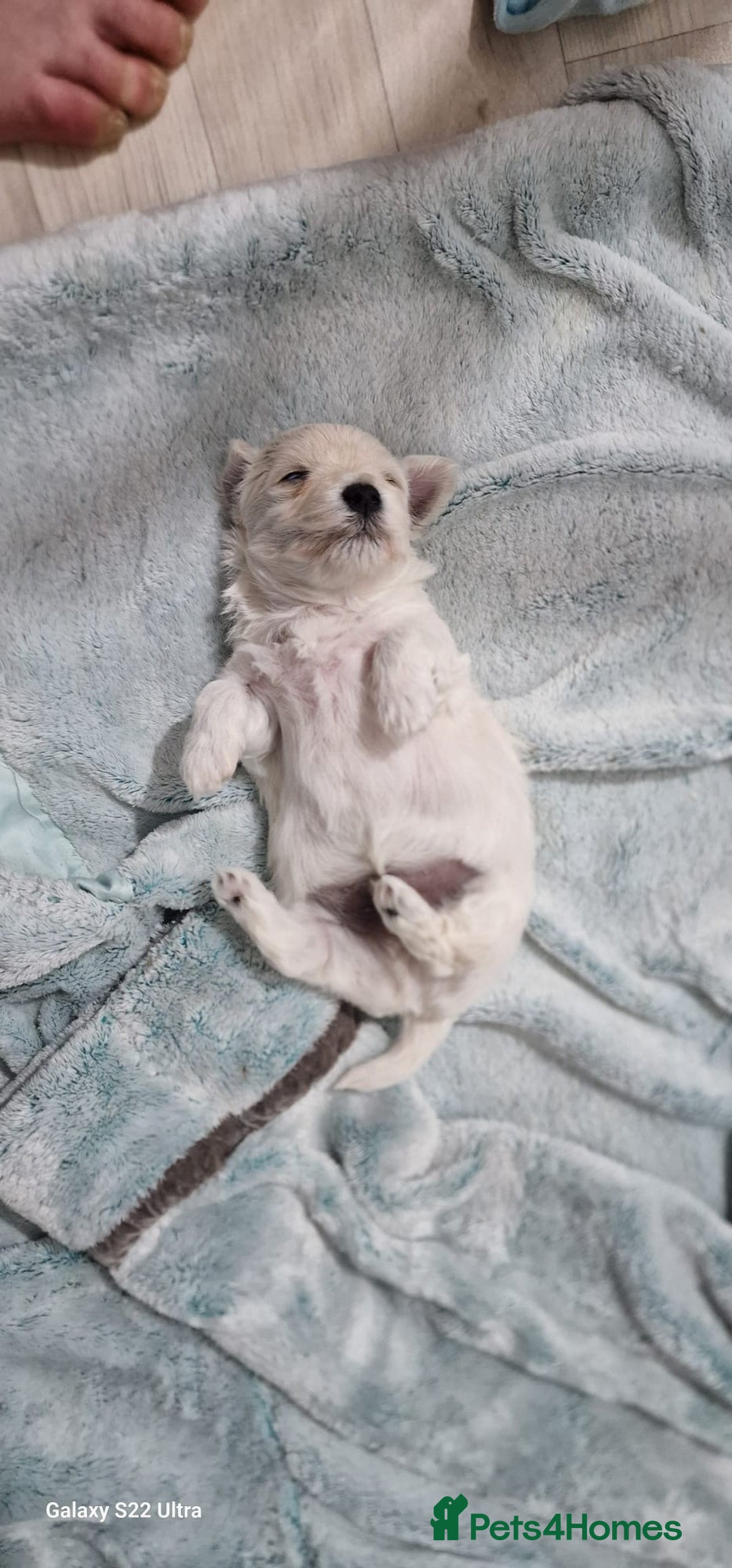 Maltese dogs for sale: Maltese puppies  - Image 9